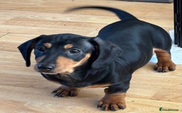 Dachshund dogs for sale: Ready Now, Male Black and Tan Dachshund  - Image 33