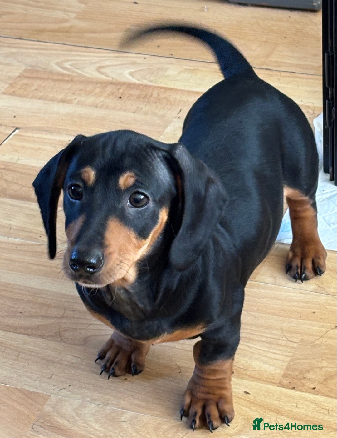 Dachshund dogs for sale: Ready Now, Male Black and Tan Dachshund  - Image 33