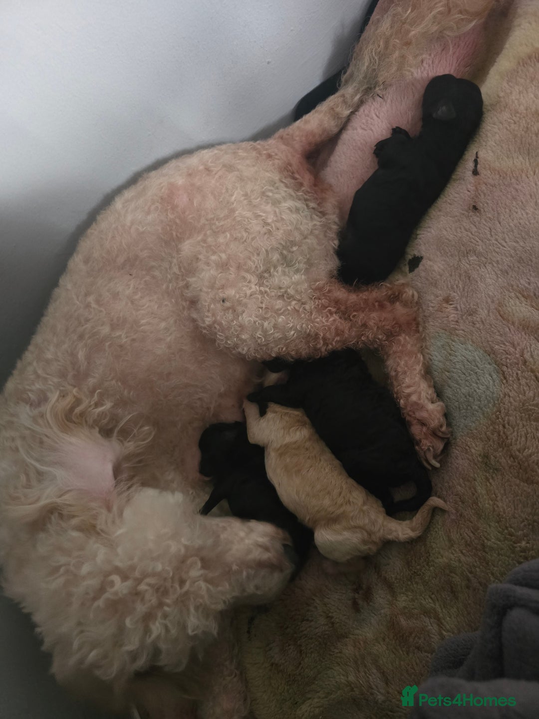 Mixed Breed dogs for sale: Poodles cross patterdale boy pupies - Advert 3