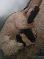 Mixed Breed dogs Poodles cross patterdale boy pupies - Advert 2