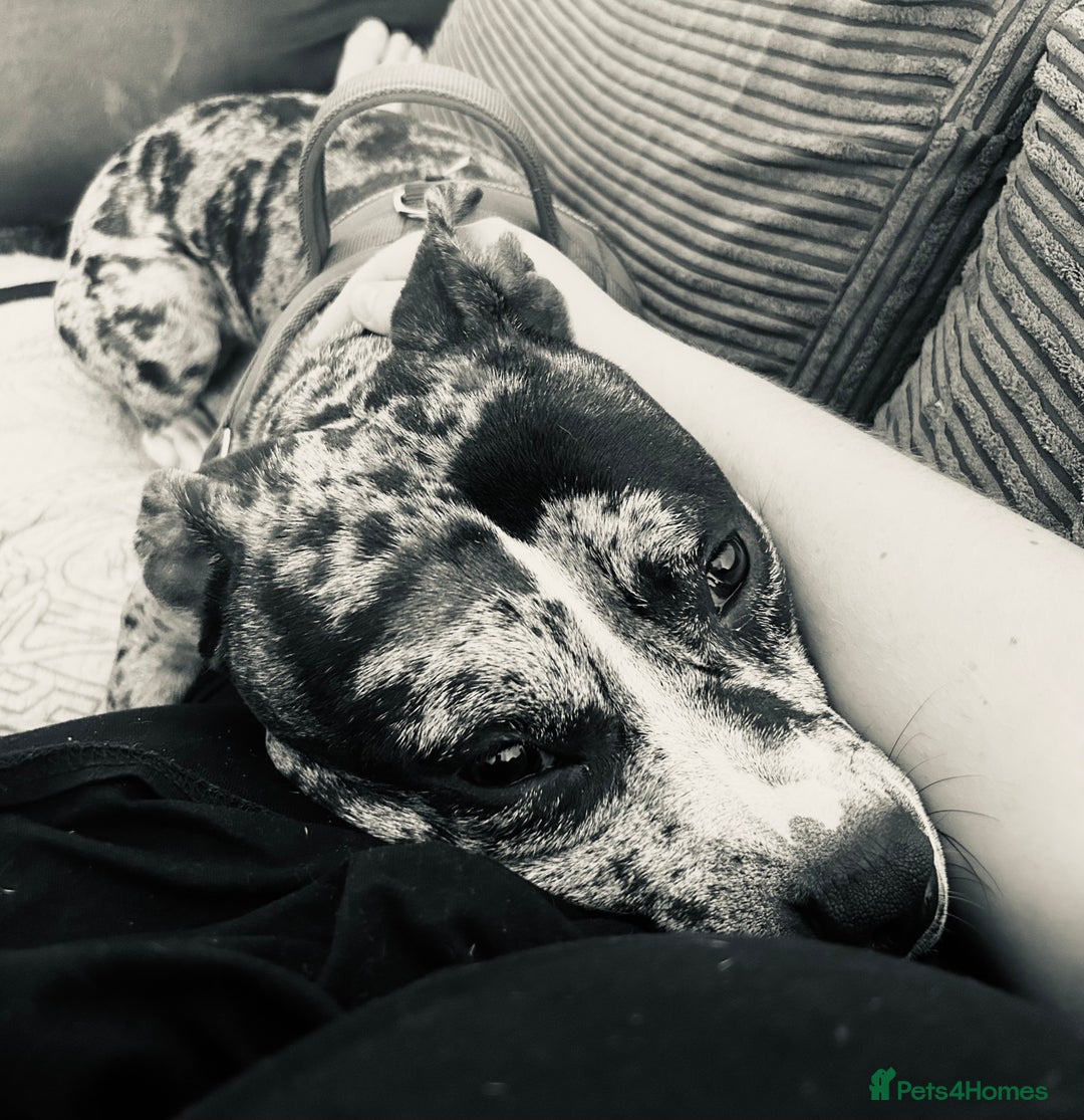 Mixed Breed dogs for sale: Catahoula leopard dog x Staffordshire Bull terrier - Image 5