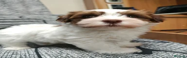 Dumpling