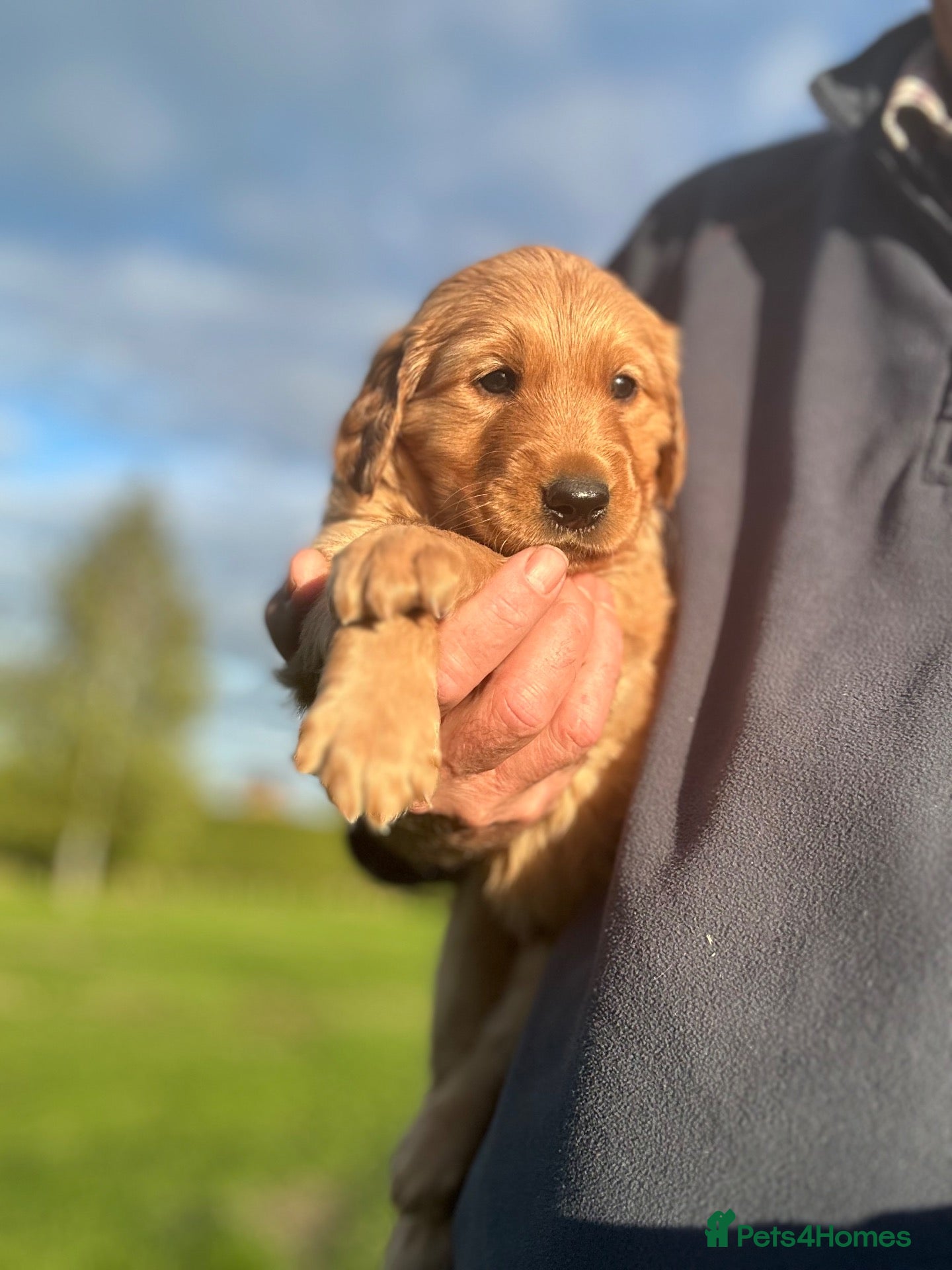 Golden Retriever dogs Very Dark Golden Retriever Puppies  - Advert 2