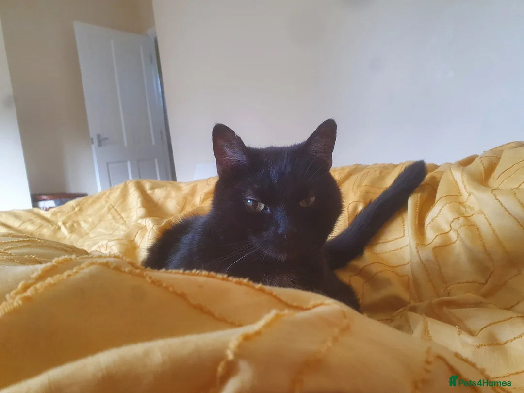 Domestic Shorthair cats for sale: Jaguar needs a new home - Advert 3