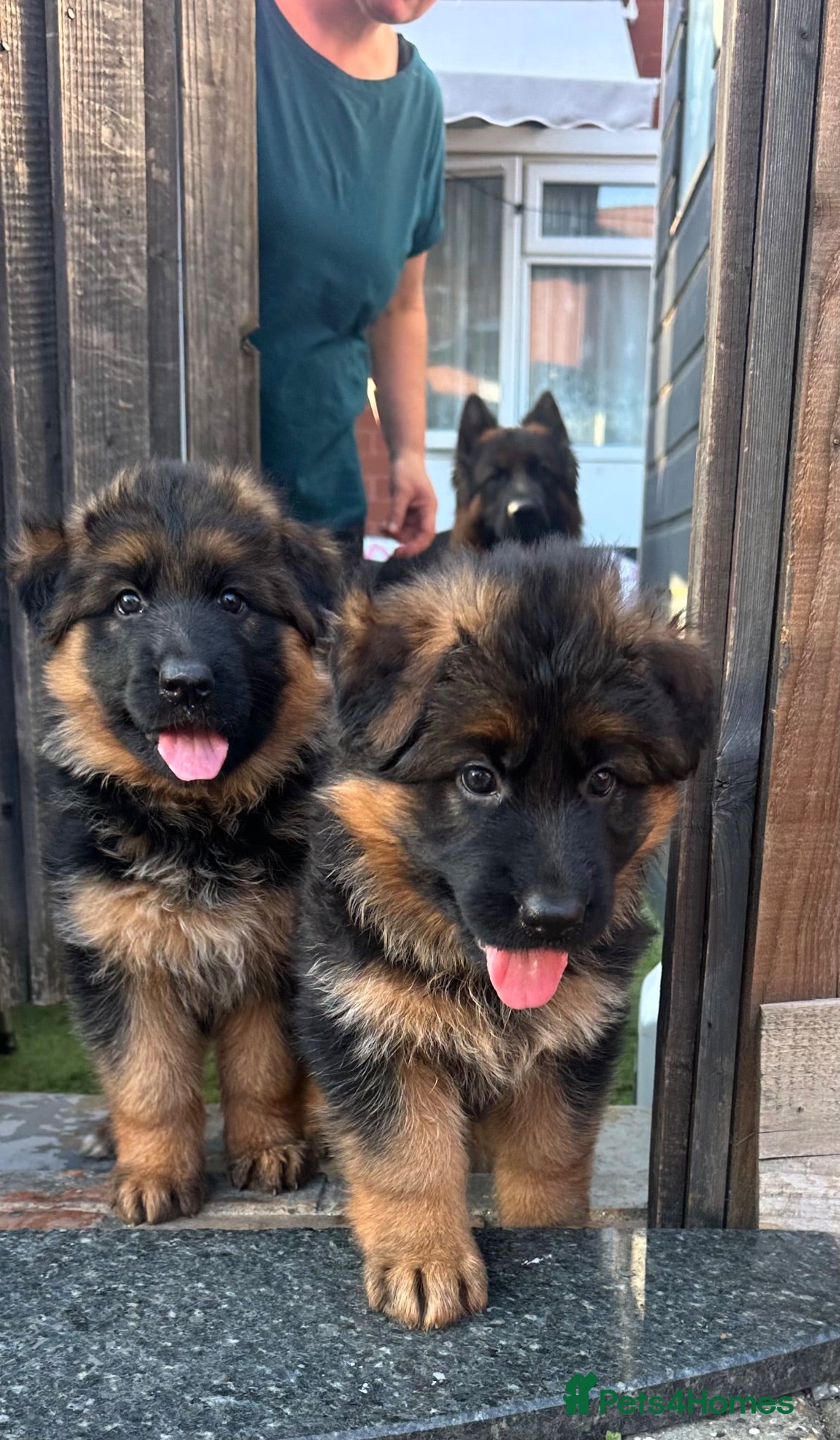 German Shepherd dogs Show💥Champion🩸line LH GermanShepherd puppy’s GSD - Advert 1