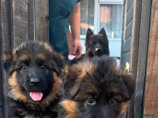 German Shepherd dogs Show💥Champion🩸line LH GermanShepherd puppy’s GSD - Advert 1