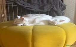 Domestic Shorthair cats for sale: Beautiful all white boy  - Image 7