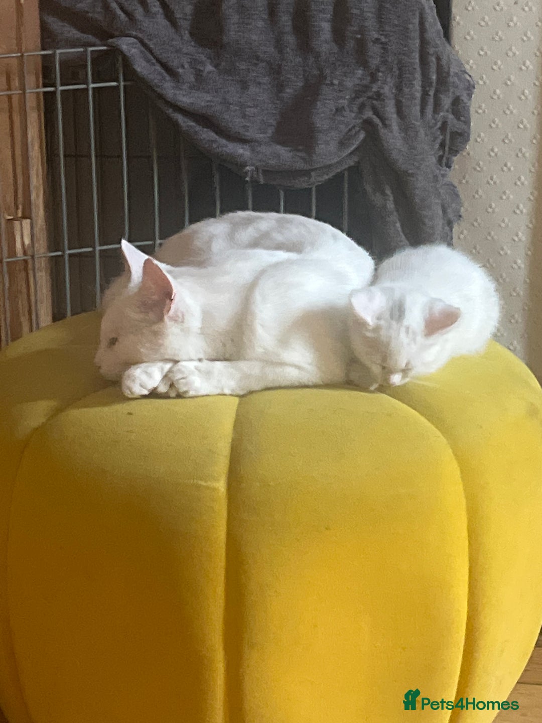 Domestic Shorthair cats for sale: Beautiful all white boy  - Image 7