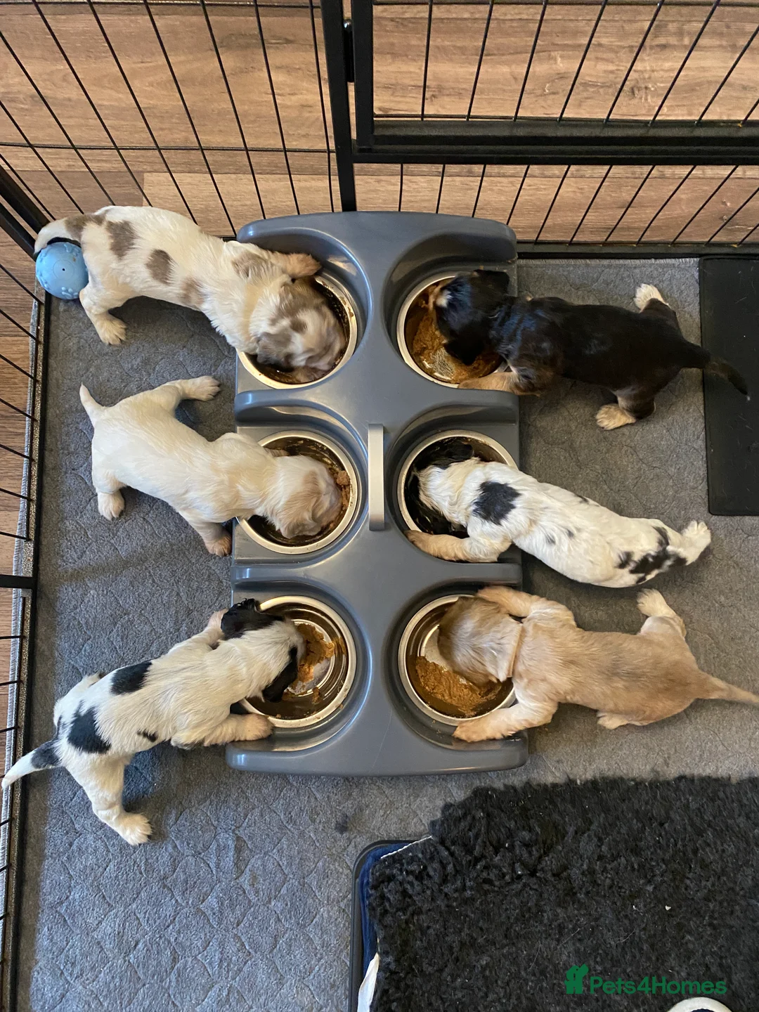 Cocker Spaniel dogs for sale: Stunning Litter of Show Cocker Spaniels  - Advert 7