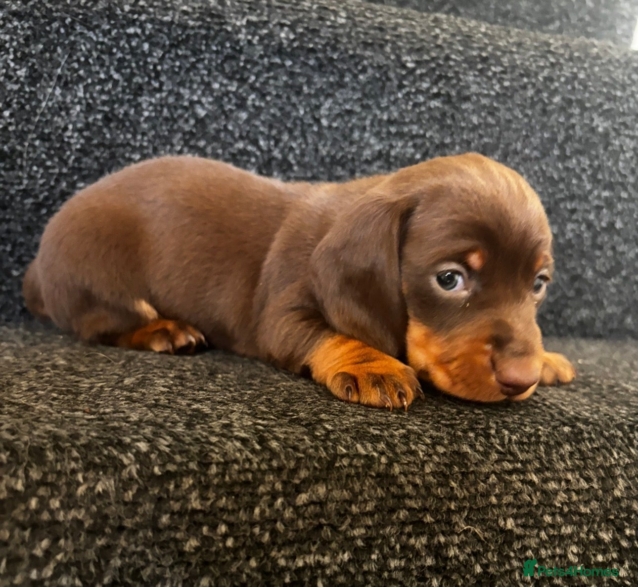 Dachshund dogs Miniature dachshund puppies last🐶 - Advert 8