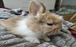 Lionhead rabbits for sale: Pure Breed Fluffy Double Mained Lionhead Boy - Image 2