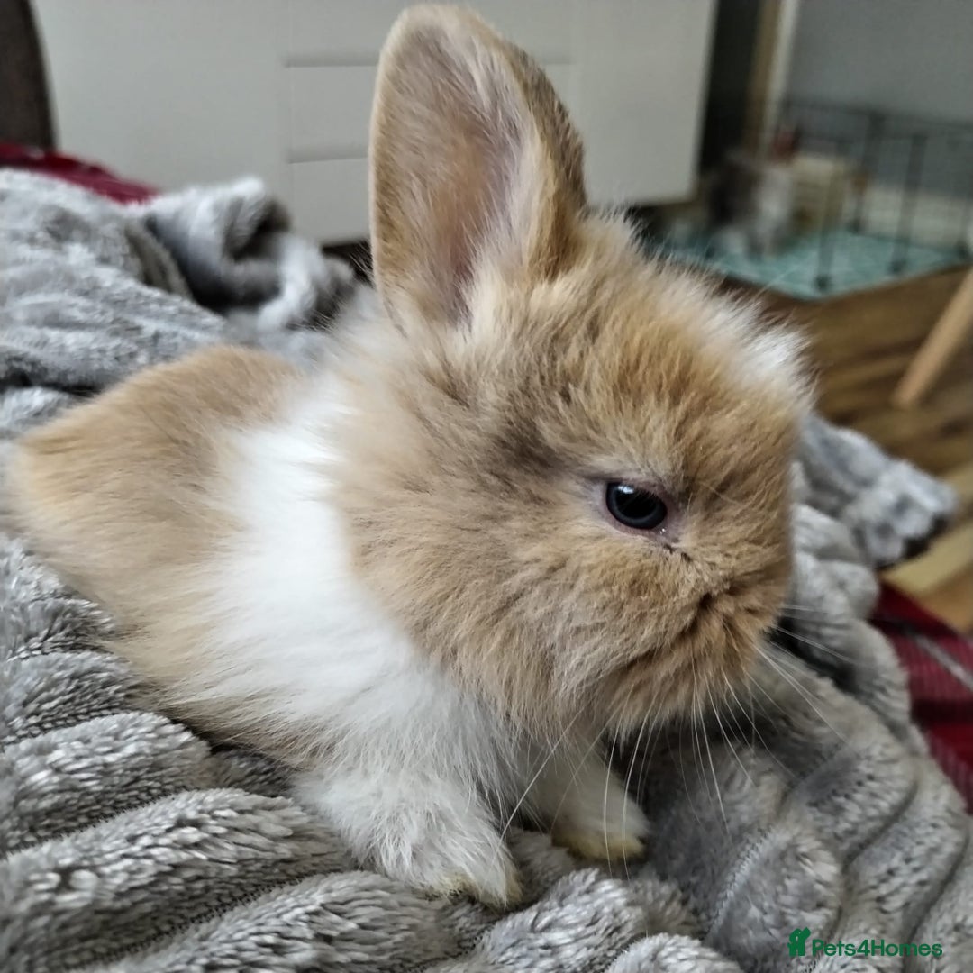 Lionhead rabbits for sale: Pure Breed Fluffy Double Mained Lionhead Boy - Image 2
