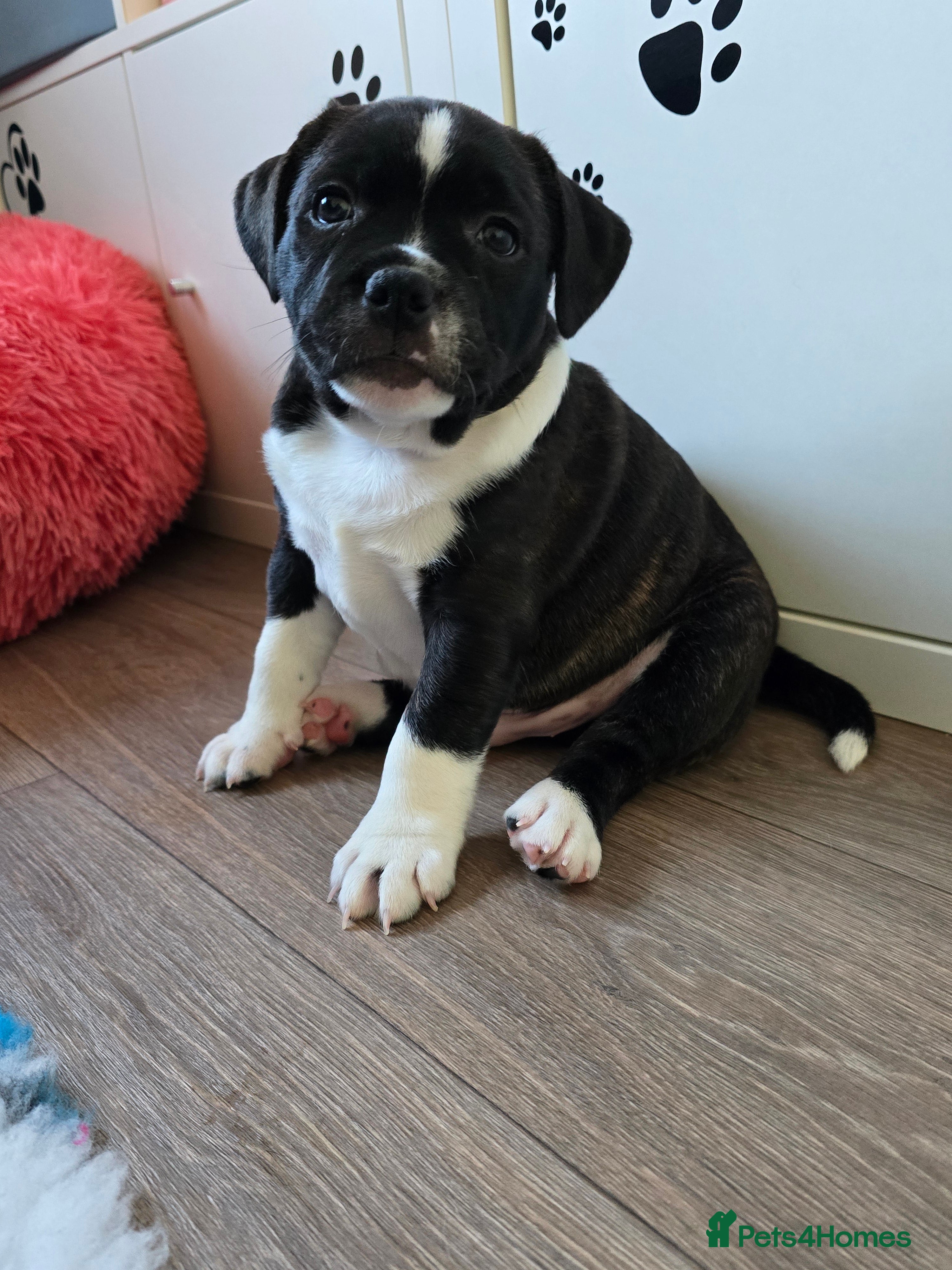 Staffordshire Bull Terrier dogs ✨️SBT puppies COI 2.5✨️ - Advert 3