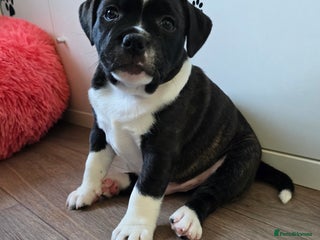 Staffordshire Bull Terrier dogs ✨️SBT puppies COI 2.5✨️ - Advert 3