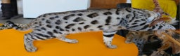 Bengal cats for sale: Gorgeous Brown Rosetted Boy Available  - Advert 19