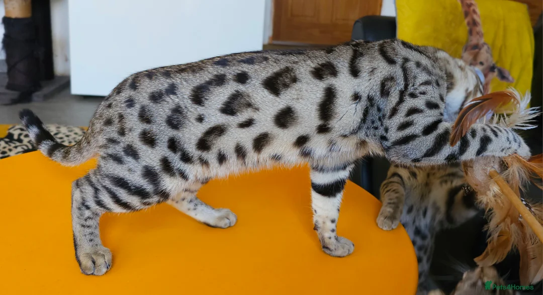 Bengal cats for sale: Gorgeous Brown Rosetted Boy Available  - Advert 19