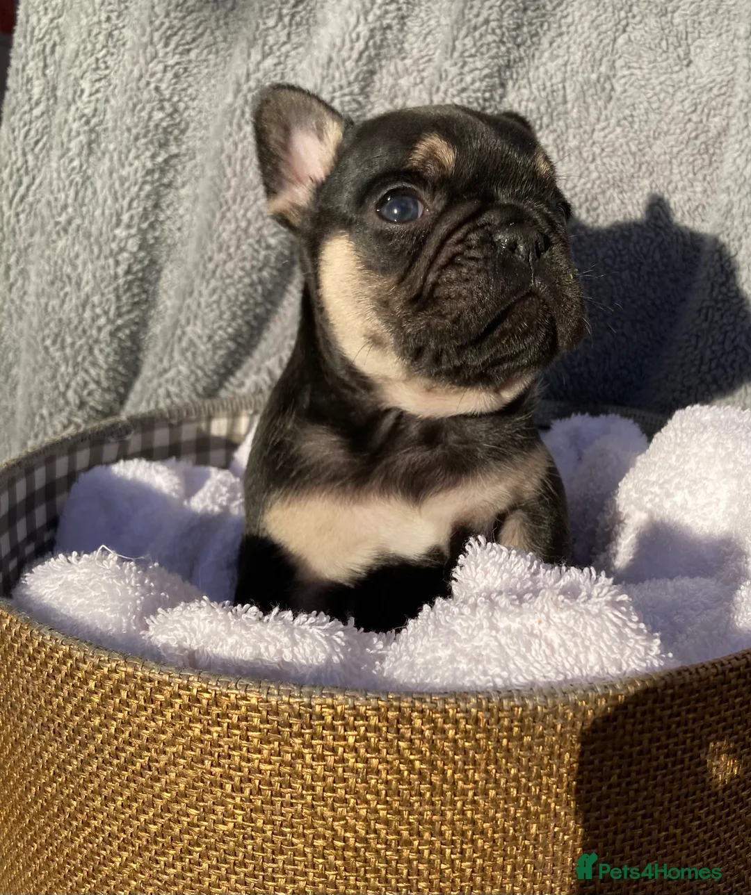 French Bulldog dogs for stud: 💥SILVER HEALTH TESTED💥 FLUFFY L4 CARRIER in Wishaw - Advert 4