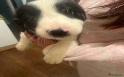 Smooth Collie dogs for sale: Collie x kelpie pups - Advert 6