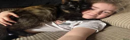 Mixed Breed cats for sale: 8 beautiful ragdoll/persian/domestic babies  - Advert 1