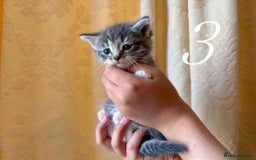 Mixed Breed cats for sale: Mixed ragdoll kittens  - Image 3