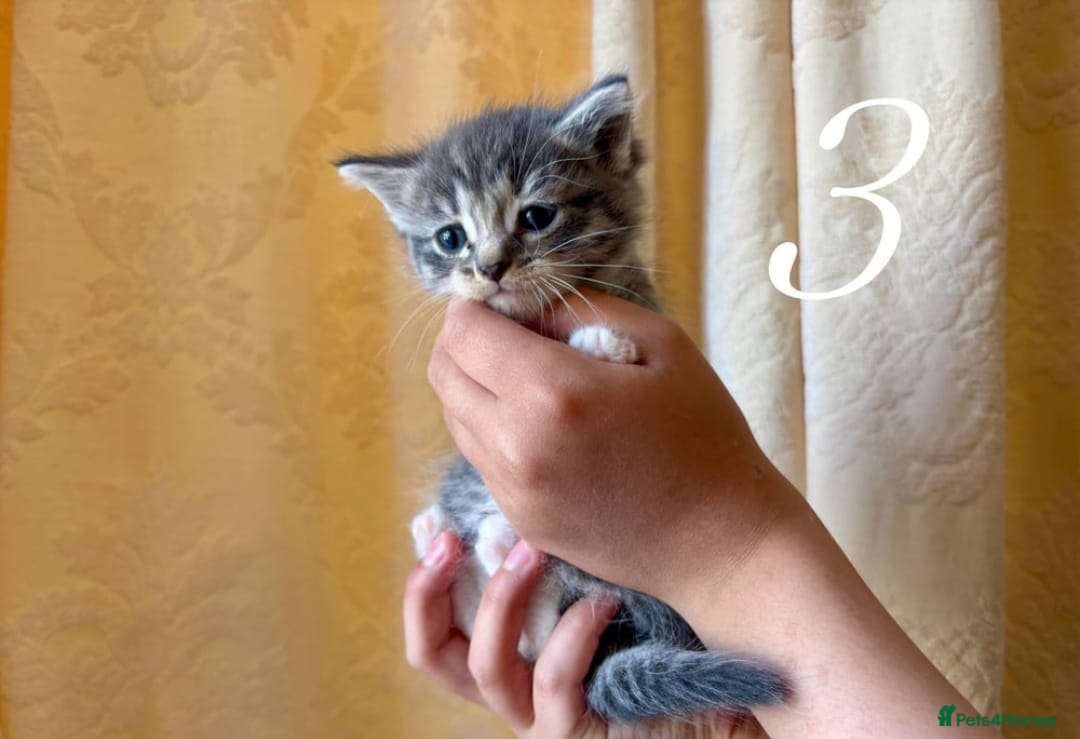 Mixed Breed cats for sale: Mixed ragdoll kittens  - Image 3