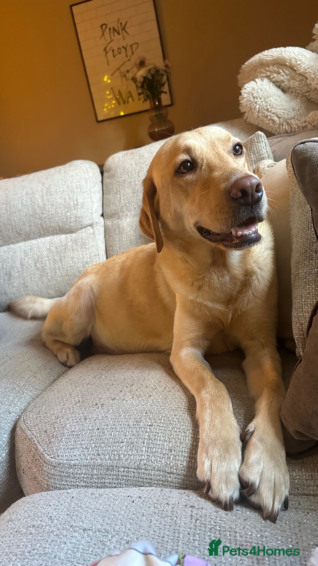 Mixed Breed dogs for sale: Dachsador  - Advert 2