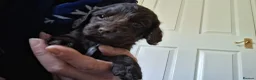 Cocker Spaniel dogs for sale: Beautiful KC Reg Show-Cocker Spaniel puppies  in Doncaster - Advert 22