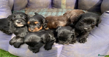Cocker Spaniel dogs - Advert 1