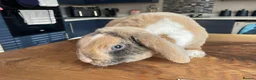 Rex rabbits for sale: Mini rex baby and plush lop adult - Advert 8