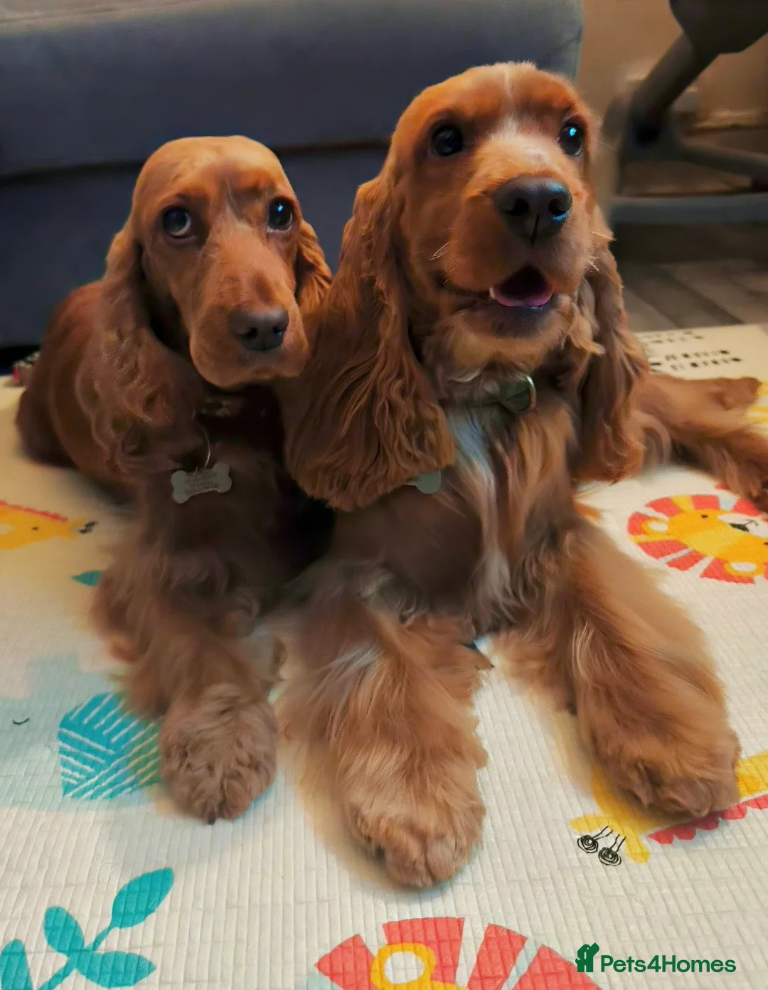 Cocker Spaniel dogs for sale: Two Cocker spaniel dogs. Girl and Boy - Advert 1