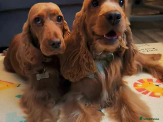 Cocker Spaniel dogs Two Cocker spaniel dogs. Girl and Boy - Advert 1