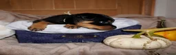 Rottweiler dogs for sale: Stunning litter of Rotweillers from family pet  in Wolverhampton - Advert 18