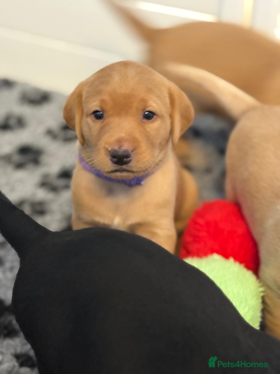 Labrador Retriever dogs for sale: Beautiful KC Registered Labrador Puppies - Image 12