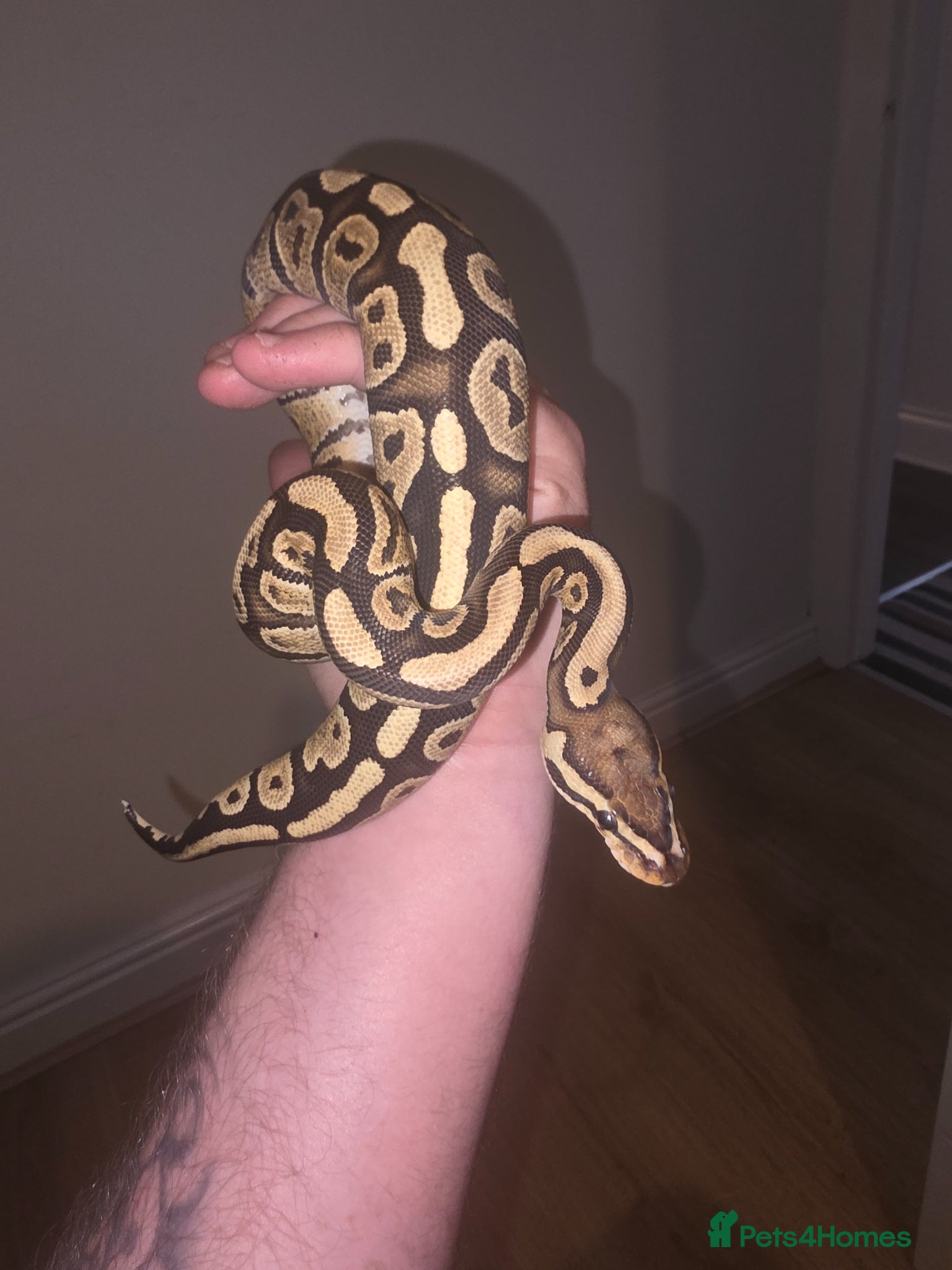 Python Snake reptiles Royal Python and full setup - Advert 1