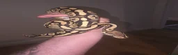 Python Snake reptiles for sale: Royal Python and full setup in Whitby - Advert 1