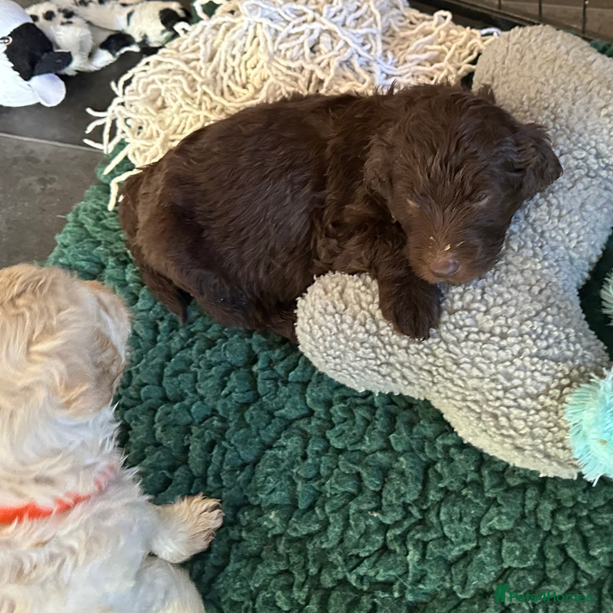Double Doodle dogs 2 Stunning Standard F3 Labradoodle boys-cream/choc - Advert 2
