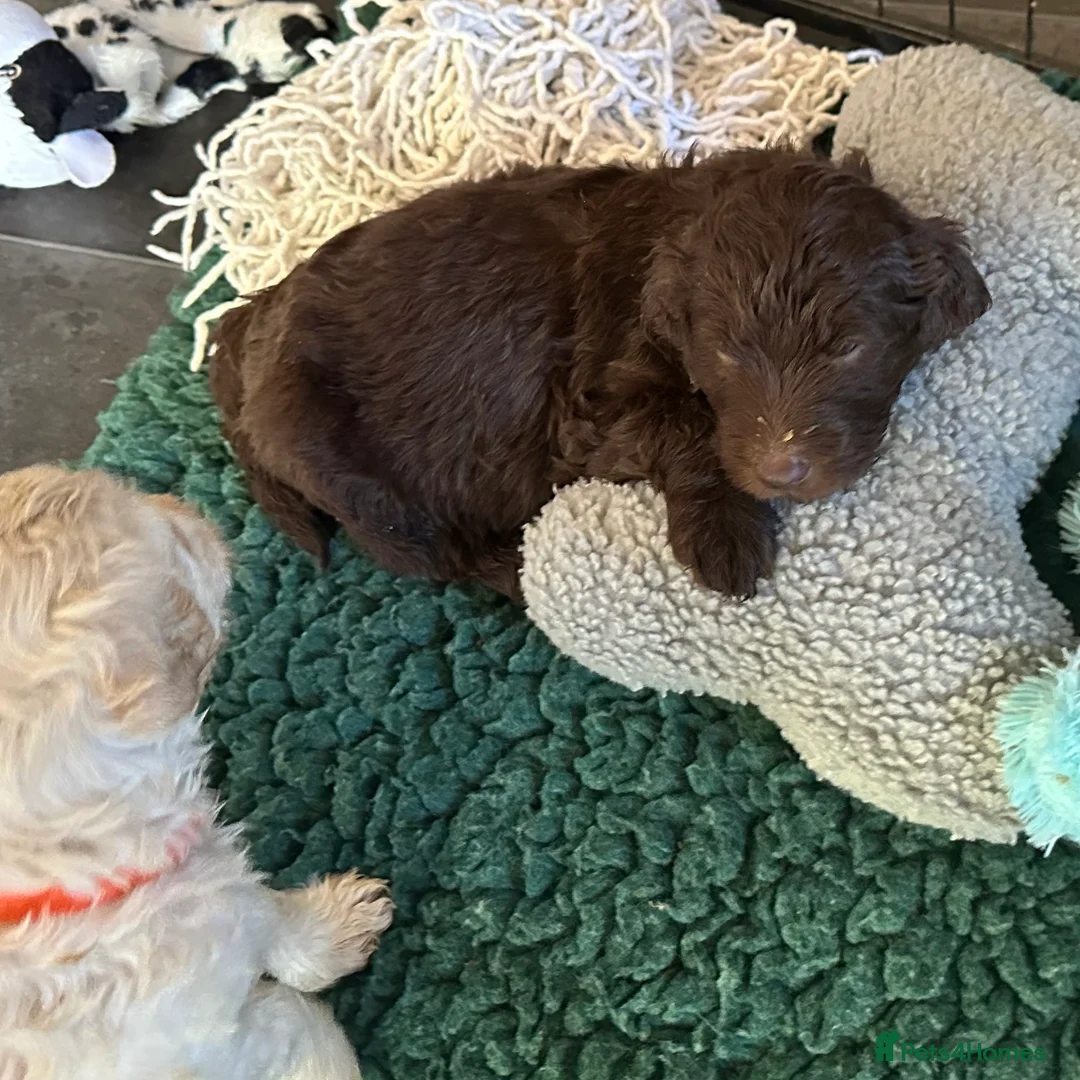 Double Doodle dogs for sale: 2 Stunning Standard F3 Labradoodle boys-cream/choc - Advert 2