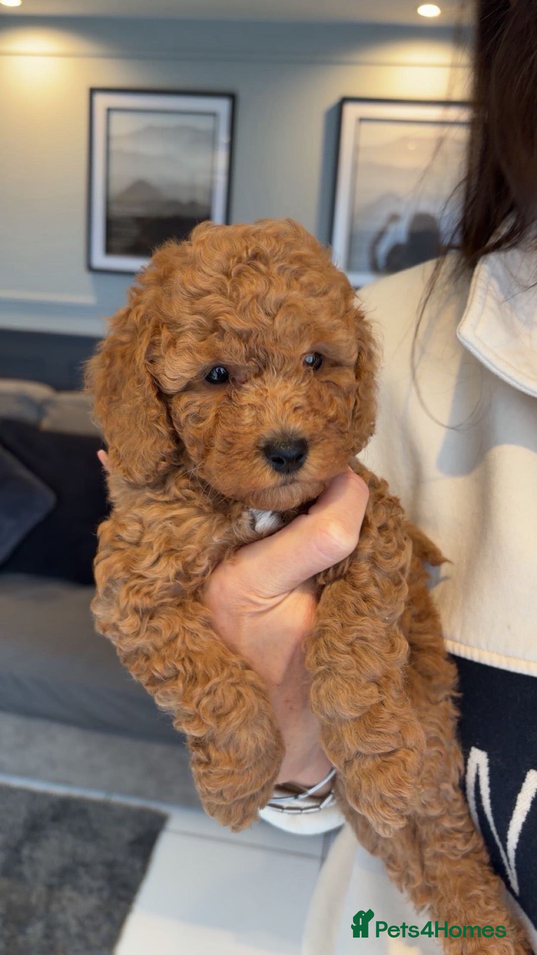 Cockapoo dogs for sale: STUNNING RED COCKAPOO PUPPIES - Advert 2