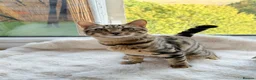 Bengal cats for sale: 🐆 STUNNING BENGAL CROSS FEMALE  - Advert 8