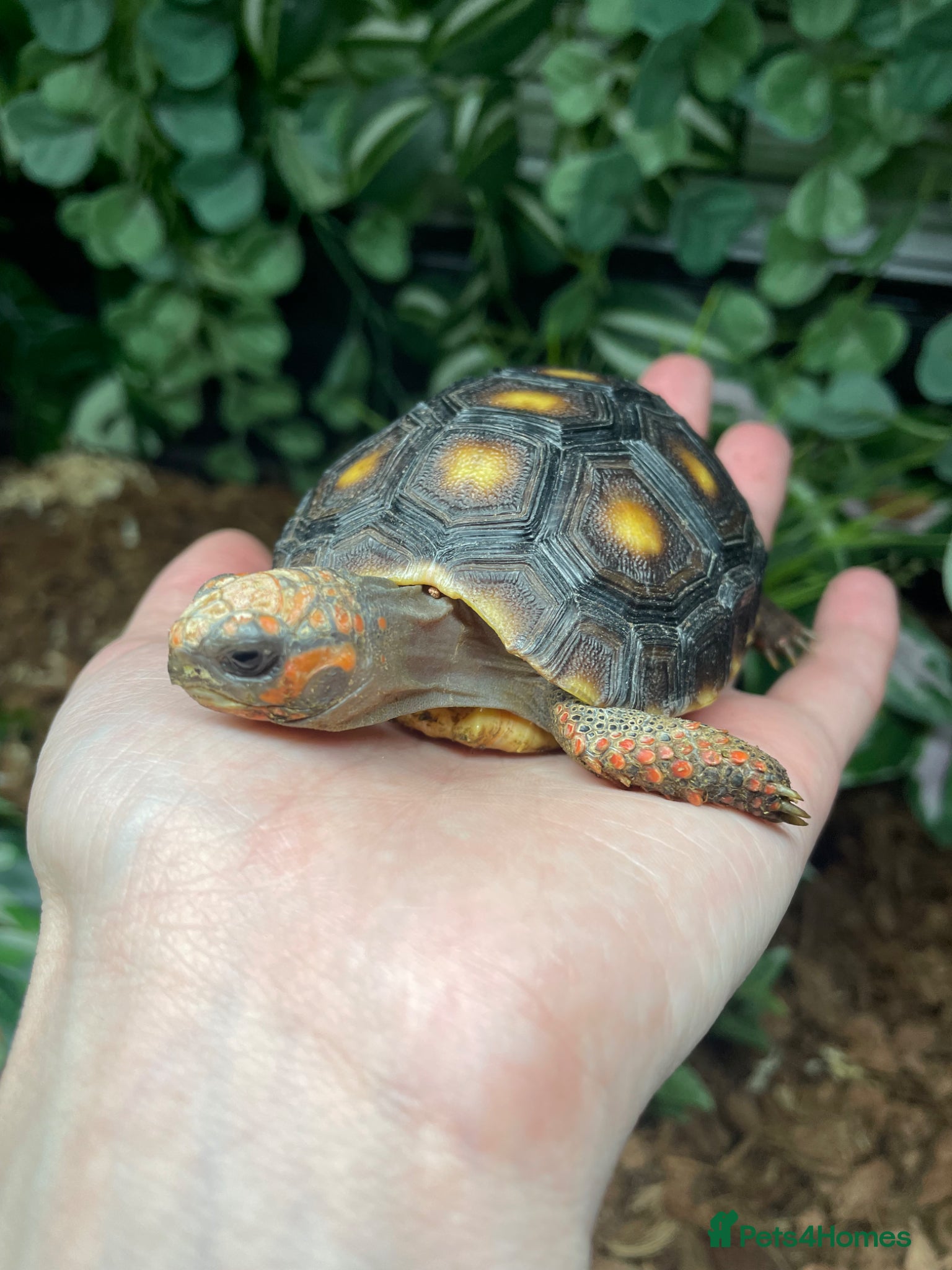 Tortoise reptiles baby red footed tortoise  - Advert 23