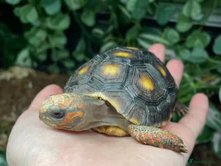 Tortoise reptiles baby red footed tortoise - Advert 23