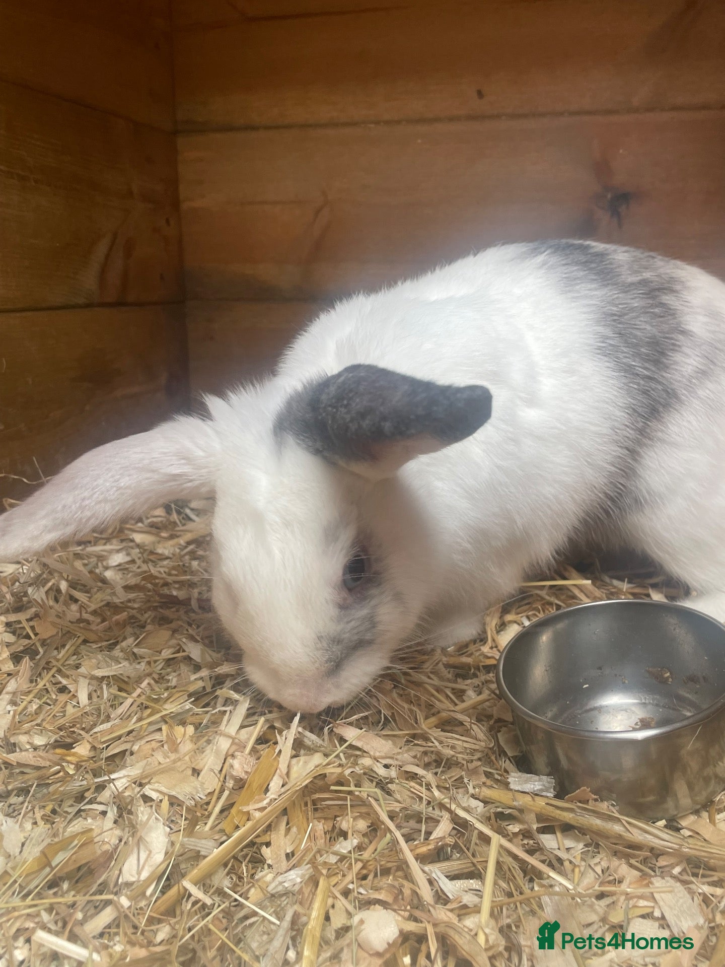 Mini Lop rabbits Grey & white rabbit ⭐️ - Advert 15