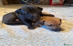Italian Greyhound dogs for sale: 2 Stunning Italian Greyhound Boys – Ready Now - Image 10