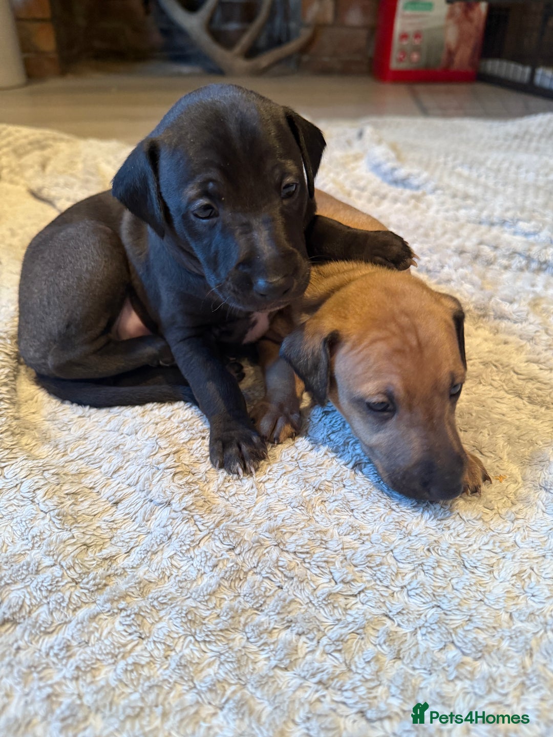 Italian Greyhound dogs for sale: 2 Stunning Italian Greyhound Boys – Ready Now - Image 10