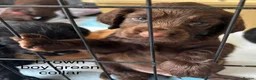 Cocker Spaniel dogs for sale: Cocker Spaniel Puppies - Advert 14