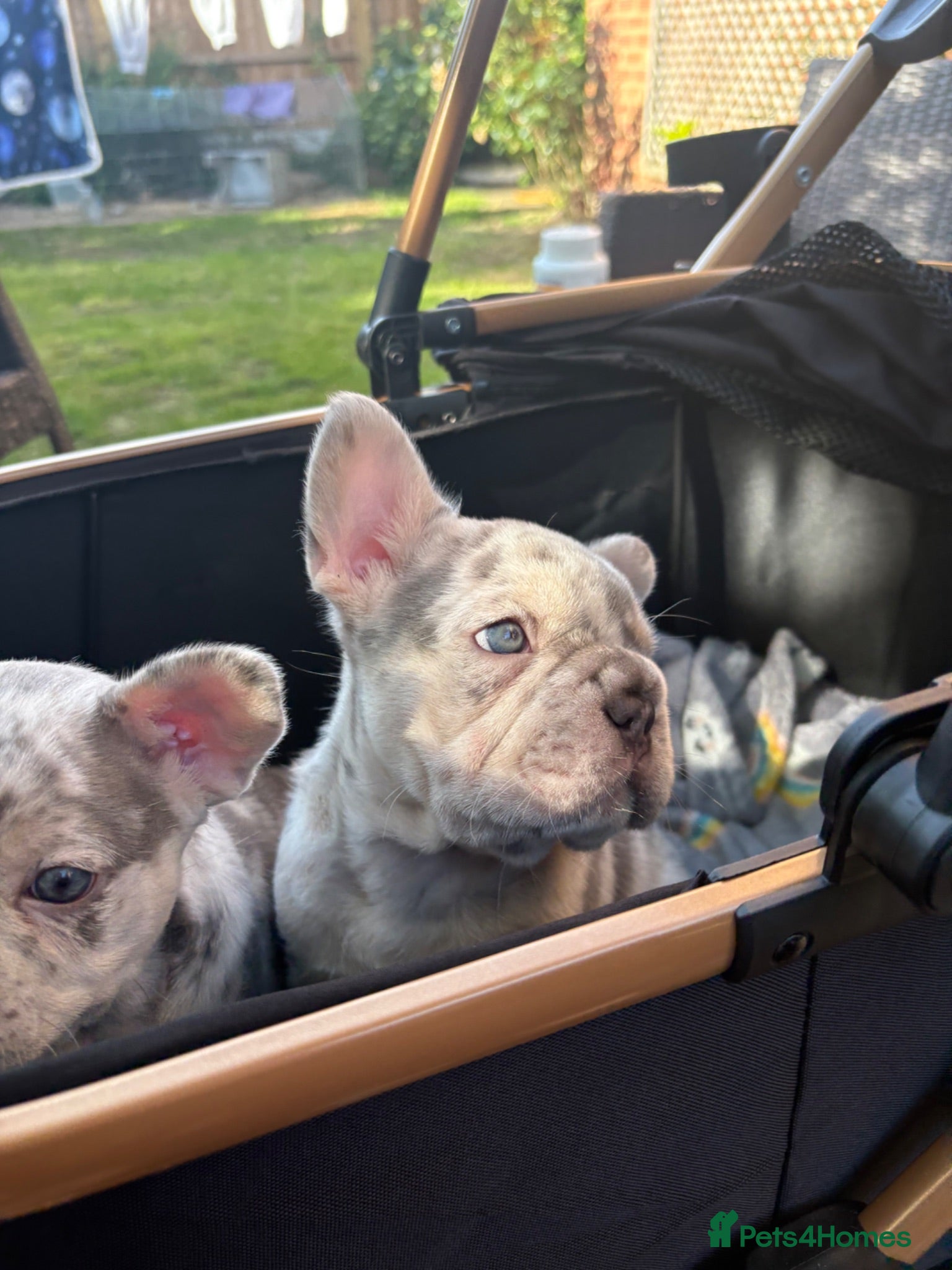 French Bulldog dogs 🐾High quality French bulldog puppies 🐾 - Advert 1