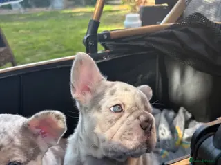 French Bulldog dogs 🐾High quality French bulldog puppies 🐾 - Advert 1