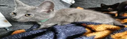 Mixed Breed cats for sale: Kittens for sake - Advert 2