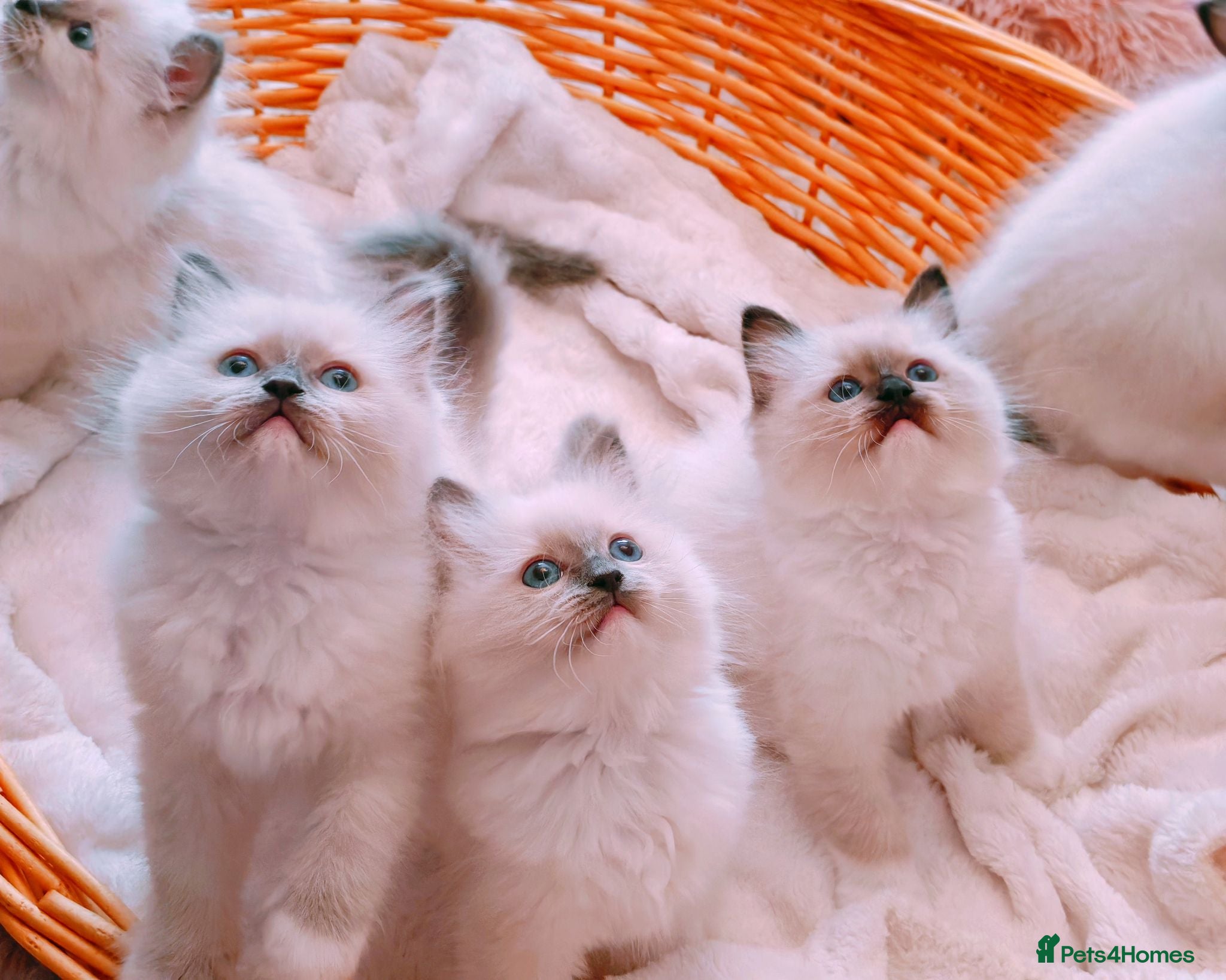 Ragdoll cats Raised with Love, looking for forever homes 🏠❤️ - Advert 10