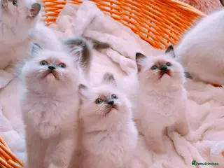 Ragdoll cats Raised with Love, looking for forever homes 🏠❤️ - Advert 10